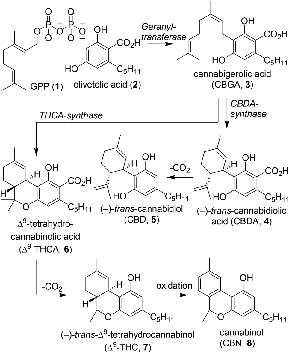 Synthetic pathways to tetrahydrocannabinol (THC): an overview - Organic \u0026 Biomolecular Chemistry ...