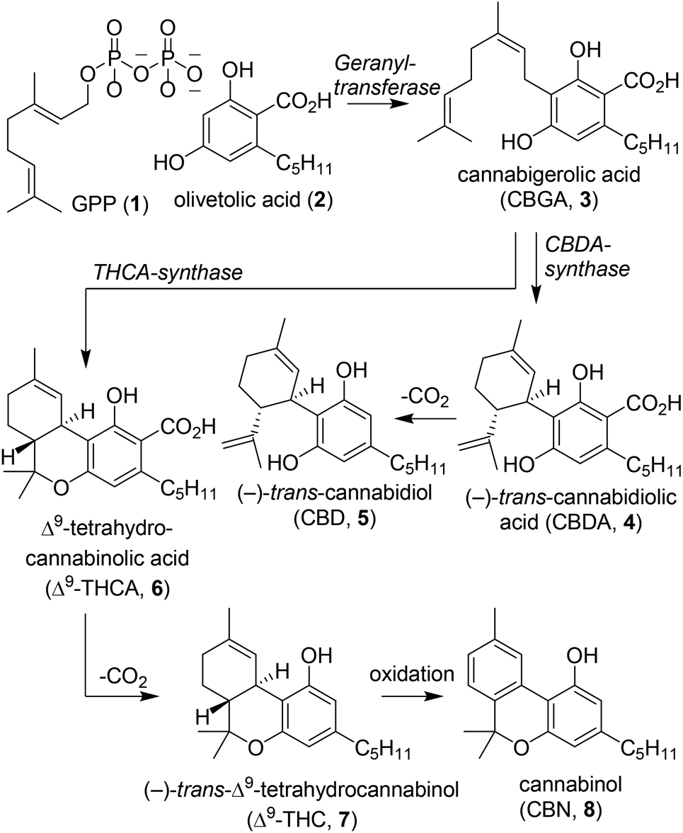 Synthetic pathways to tetrahydrocannabinol (THC): an overview - Organic ...