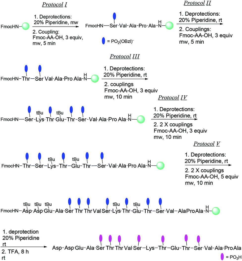 Multiphosphorylated Peptides Importance Synthetic Strategies And Applications For Studying Biological Mechanisms Organic Biomolecular Chemistry Rsc Publishing