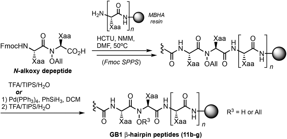 N Hydroxy Peptides Solid Phase Synthesis And B Sheet Propensity Organic Biomolecular Chemistry Rsc Publishing