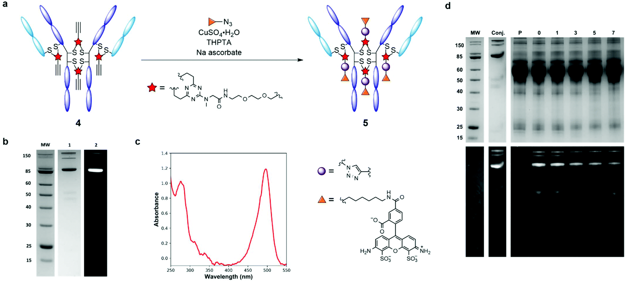 Efficient and selective antibody modification with functionalised