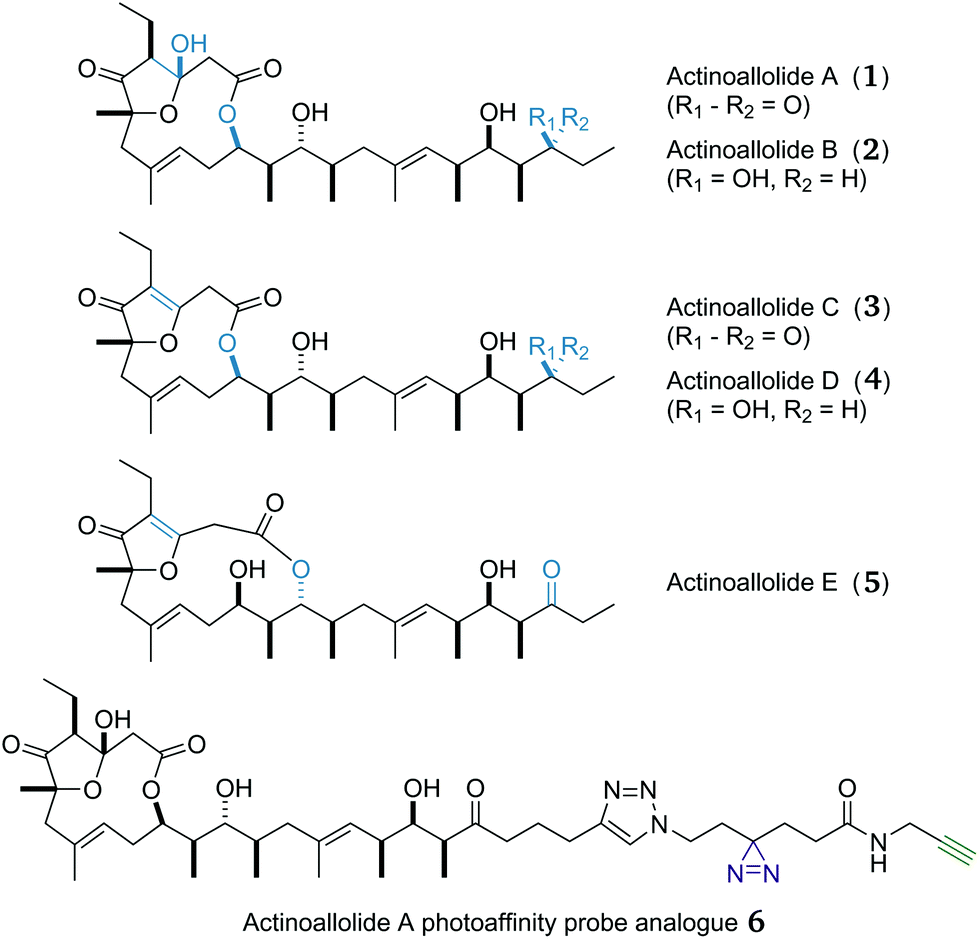 Total Synthesis Of The Actinoallolides And A Designed Photoaffinity Probe For Target Identification Organic Biomolecular Chemistry Rsc Publishing