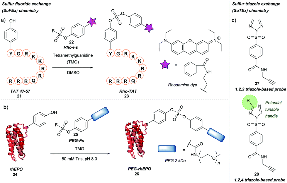 Tyrosine bioconjugation – an emergent alternative - Organic ...