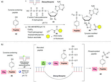 Tyrosine Bioconjugation – An Emergent Alternative - Organic ...