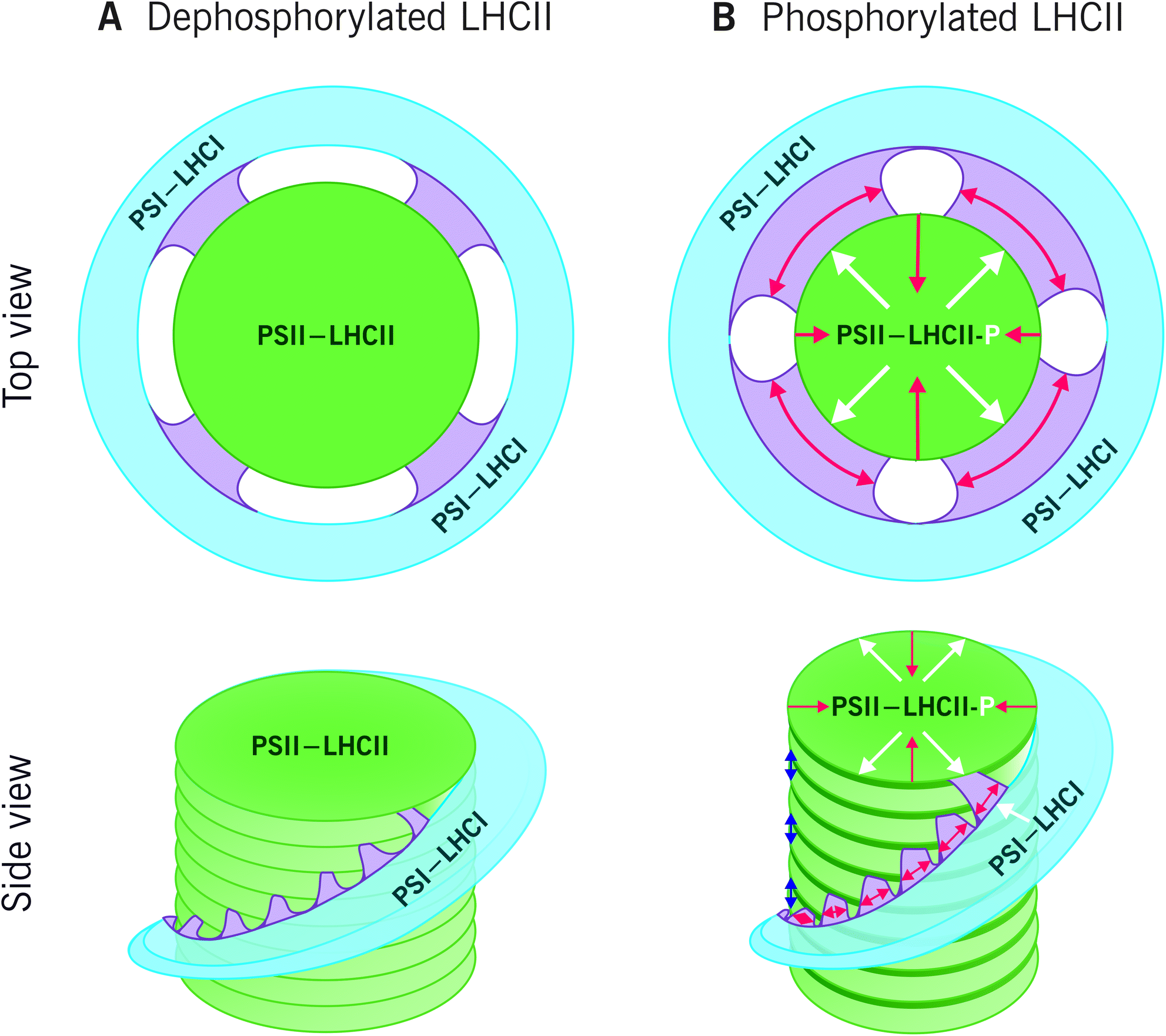 Dimension analysis. PSII.