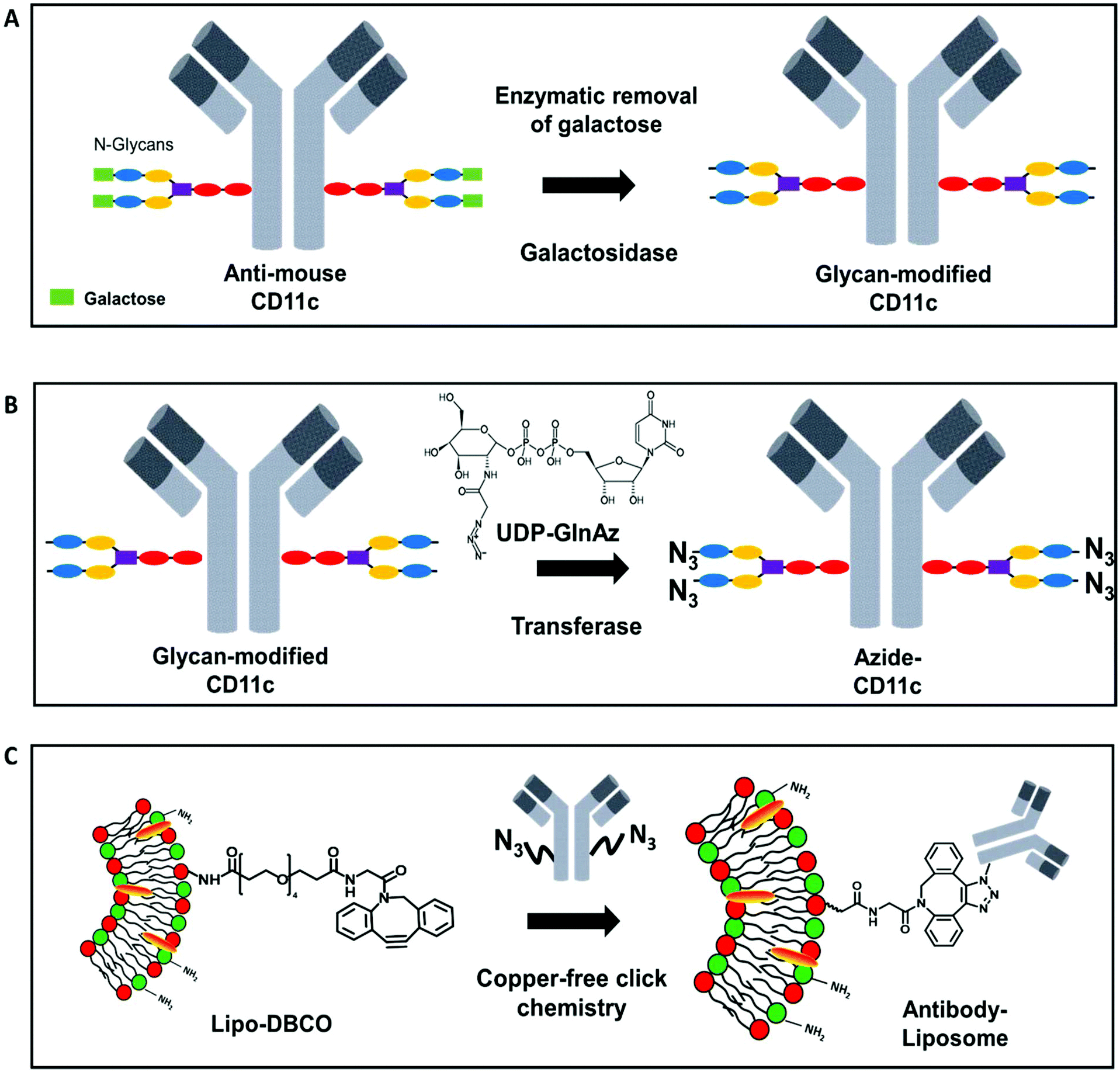 A bioorthogonal functionalization strategy for sitespecific coupling