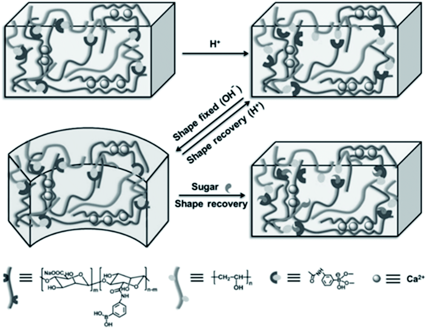 Dynamic Covalent Bonds In Self Healing Shape Memory And Controllable Stiffness Hydrogels Polymer Chemistry Rsc Publishing