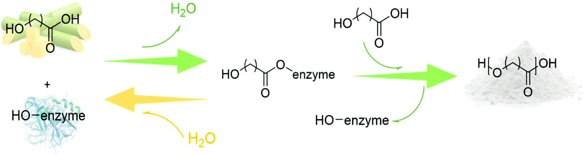 Poly Hydroxy Acids Derived From The Self Condensation Of Hydroxy Acids From Polymerization To End Of Life Options Polymer Chemistry Rsc Publishing