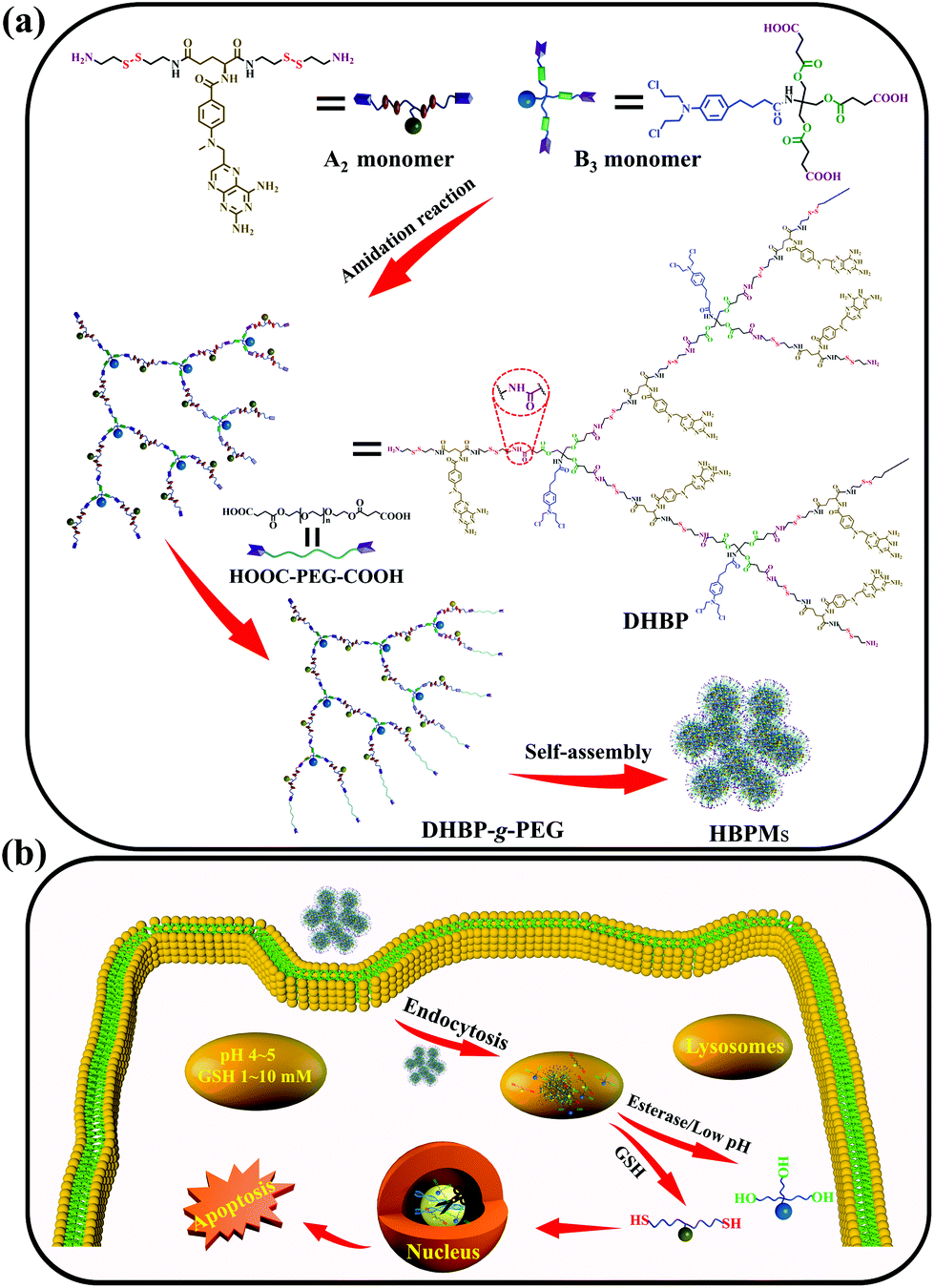 A Dual Drug Based Hyperbranched Polymer With Methotrexate And Chlorambucil Moieties For Synergistic Cancer Chemotherapy Polymer Chemistry Rsc Publishing