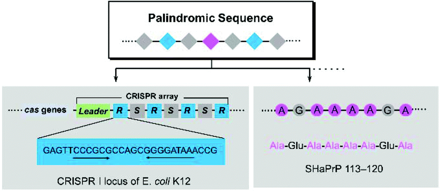 easily-readable-palindromic-sequence-defined-polymers-built-by-cascade