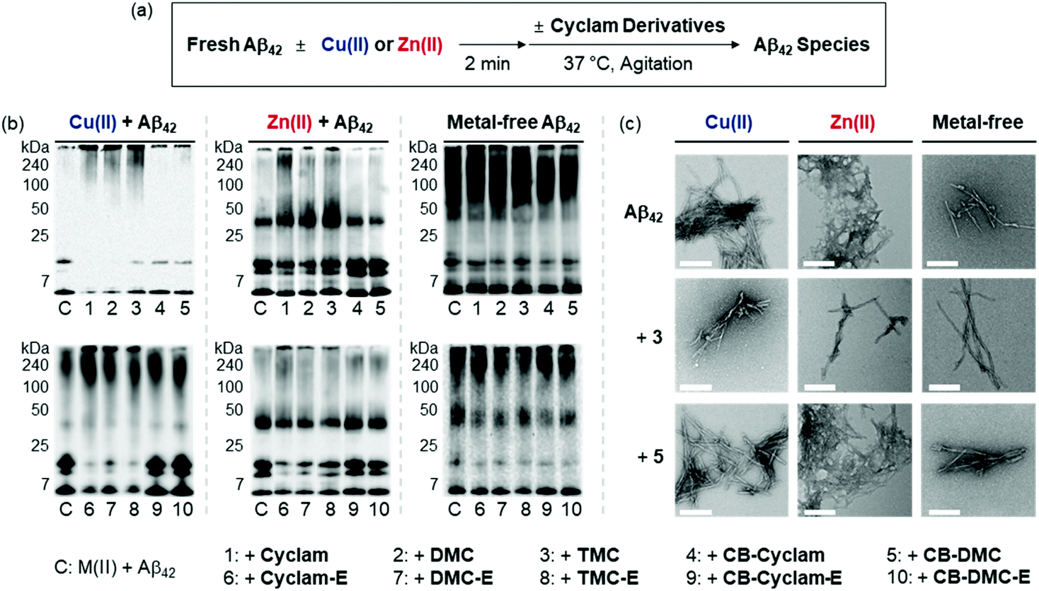 Reactivities Of Cyclam Derivatives With Metal Amyloid B Inorganic Chemistry Frontiers Rsc Publishing