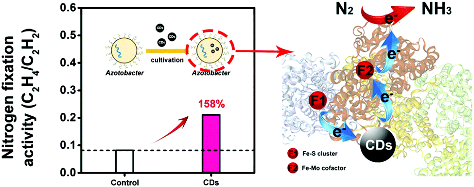 A review on the effects of carbon dots in plant systems - Materials