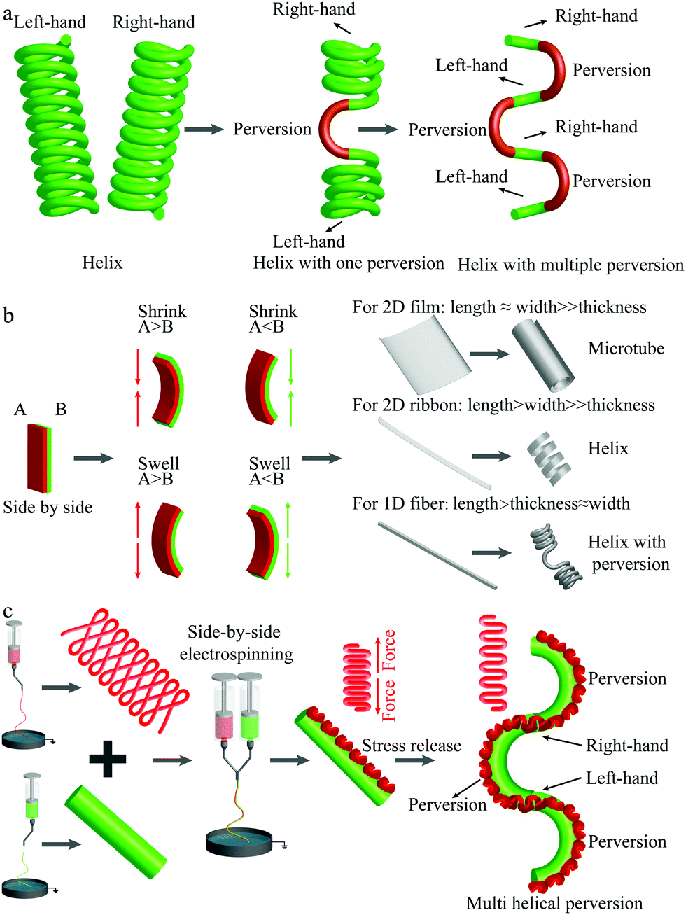 A Biocompatible Artificial Tendril With A Spontaneous 3d Janus Multi Helix Perversion Configuration Materials Chemistry Frontiers Rsc Publishing