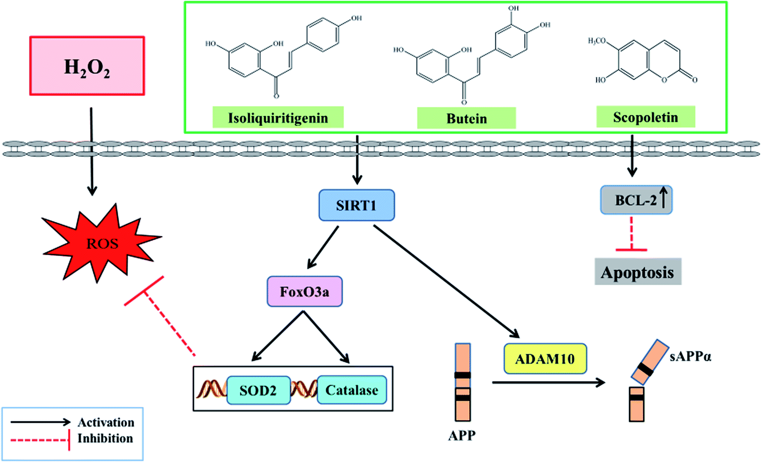 Butein, Isoliquiritigenin, And Scopoletin Attenuate Neurodegeneration ...