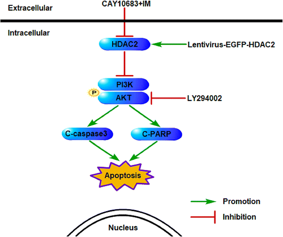 CAY10683 and imatinib have synergistic effects in overcoming imatinib ...