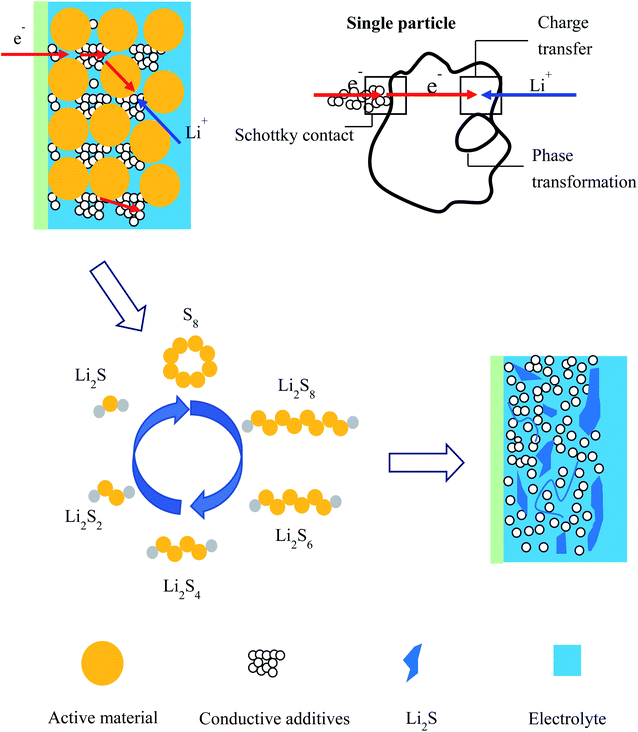 Study of the discharge/charge process of lithium–sulfur batteries by ...