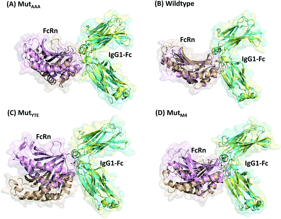 Human Igg1 Fc Ph Dependent Optimization From A Constant Ph Molecular