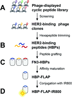 single domain protein scaffold single domain protein scaffold
