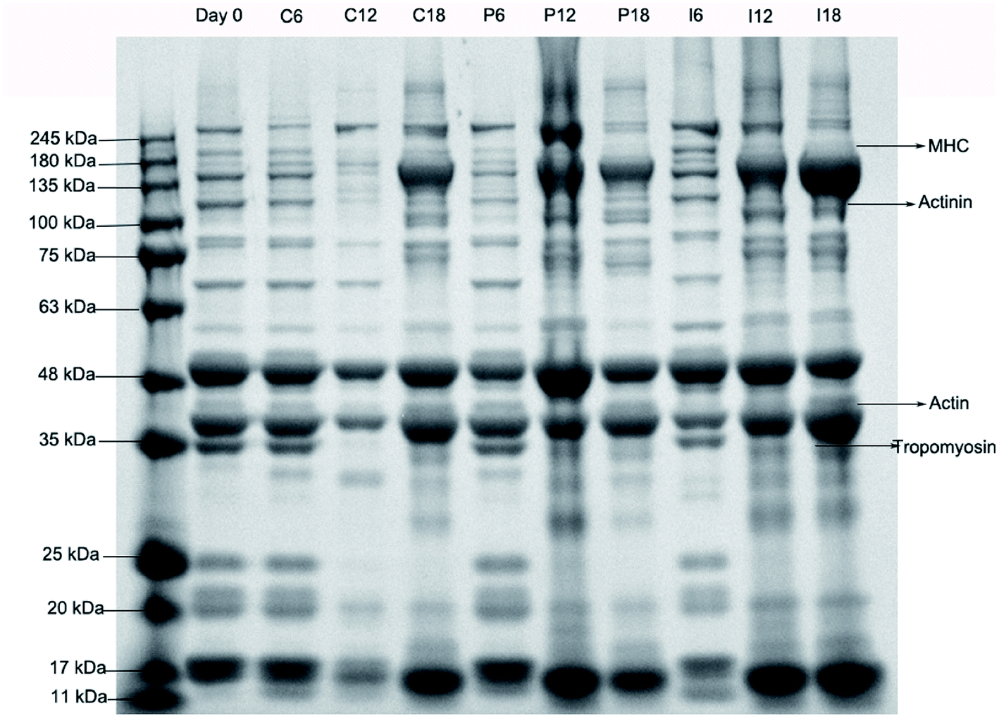 The Differential Effects Of Endogenous Cathepsin And Microorganisms On Changes In The Texture And Flavor Substances Of Grouper Epinephelus Coioides Fillets Rsc Advances Rsc Publishing