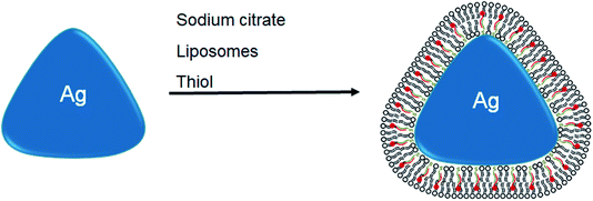 toxicity core shell nanoparticles in bivalves