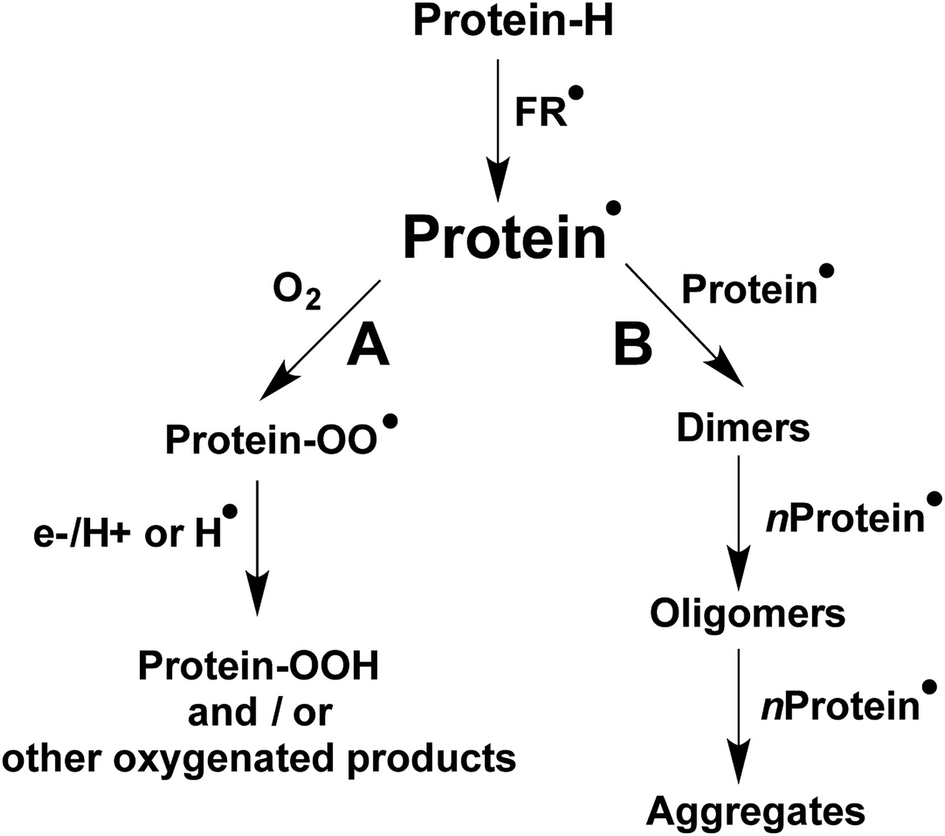 Formation And Characterization Of Crosslinks Including Tyr Trp Species On One Electron Oxidation Of Free Tyr And Trp Residues By Carbonate Radical Anion Rsc Advances Rsc Publishing