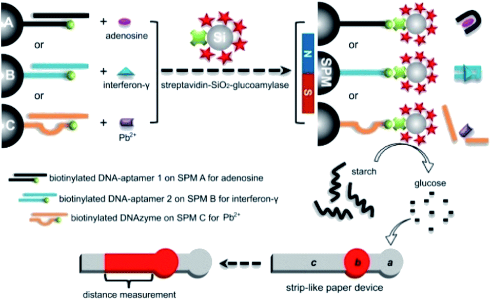 Enhanced Functional Dna Biosensor For Distance Based Read By Eye Quantification Of Various Analytes Based On Starch Hydrolysis Adjusted Wettability Change In Paper Devices Rsc Advances Rsc Publishing