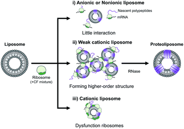 Preparation of cationic proteoliposomes using cell-free membrane