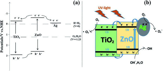 Construction of Ag-modified TiO 2 /ZnO heterojunction nanotree arrays ...