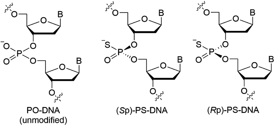 synthesis-and-properties-of-dna-oligomers-containing-stereopure-phosphorothioate-linkages-and-c