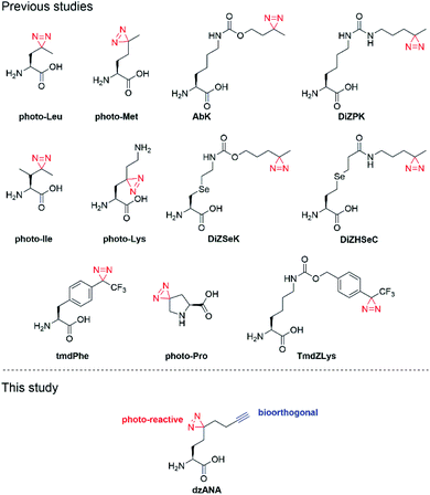 A Bifunctional Amino Acid To Study Protein–protein Interactions - Rsc 