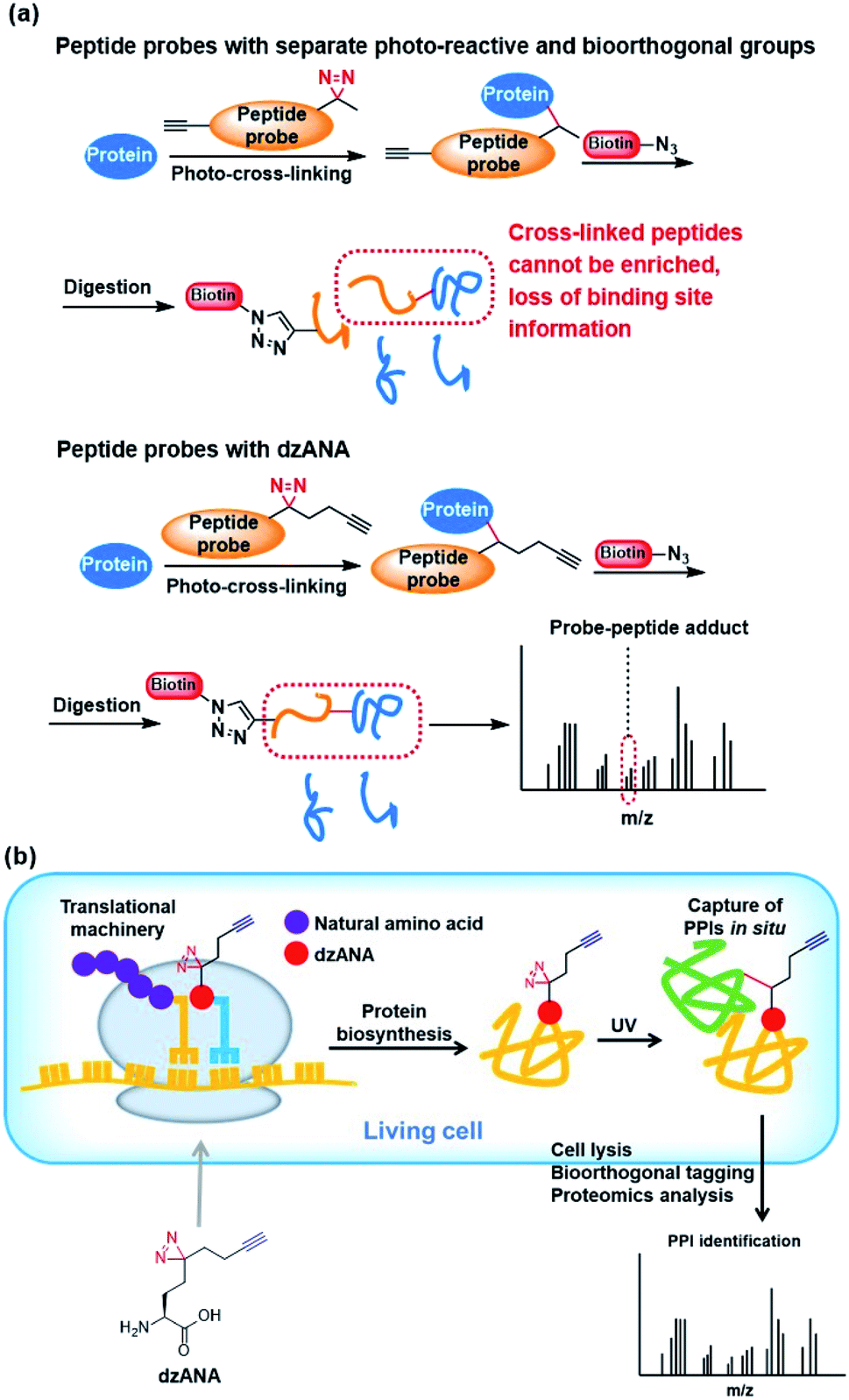 A bifunctional amino acid to study protein–protein interactions - RSC ...