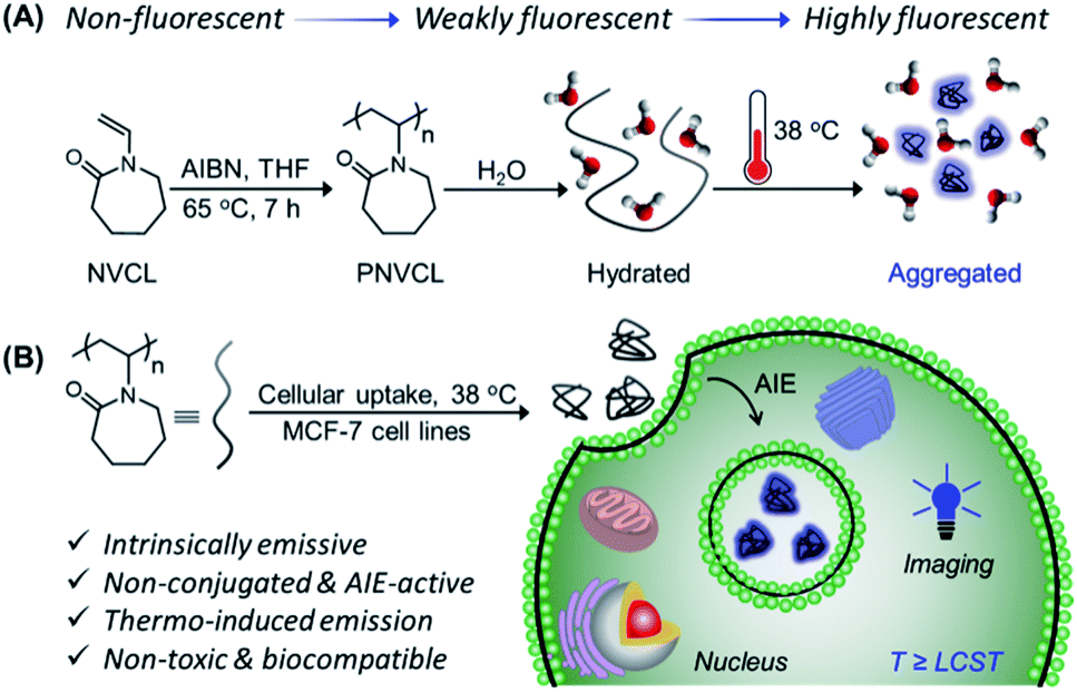 Aie Active Non Conjugated Poly N Vinylcaprolactam As A Fluorescent Thermometer For Intracellular Temperature Imaging Chemical Science Rsc Publishing
