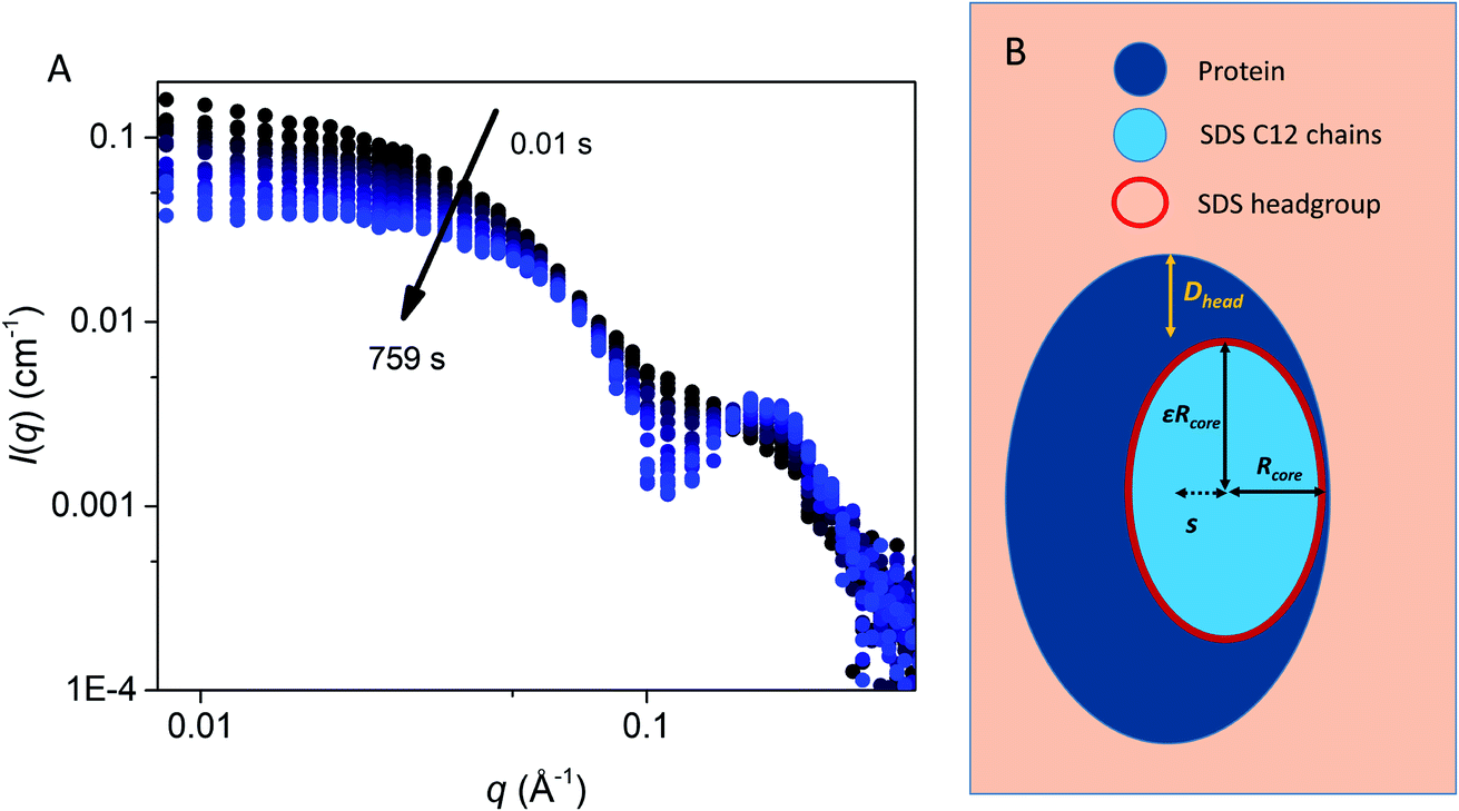 A Complete Picture Of Protein Unfolding And Refolding In Surfactants Chemical Science Rsc Publishing