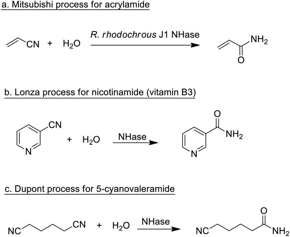 biocatalytic synthesis of lactones and lactams