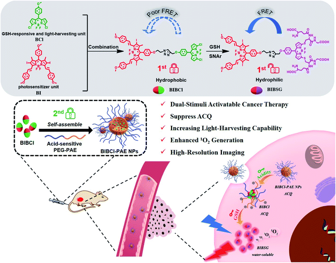 Rational design of a “dual lock-and-key” supramolecular photosensitizer ...