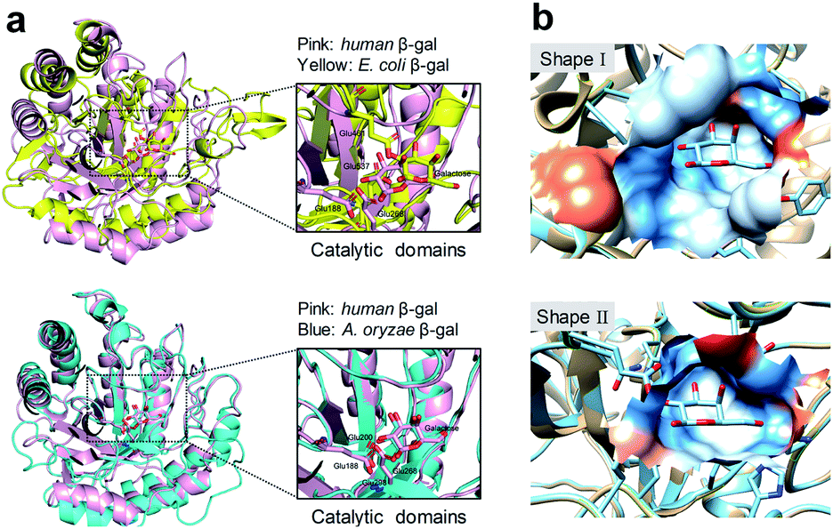 First Generation Species Selective Chemical Probes For Fluorescence Imaging Of Human Senescence Associated B Galactosidase Chemical Science Rsc Publishing