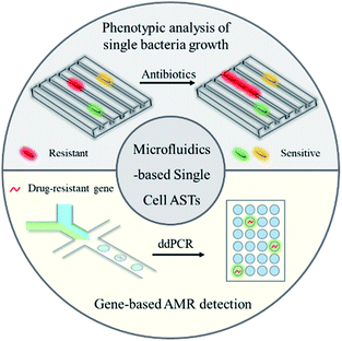 Microfluidic Systems For Rapid Antibiotic Susceptibility Tests (ASTs ...