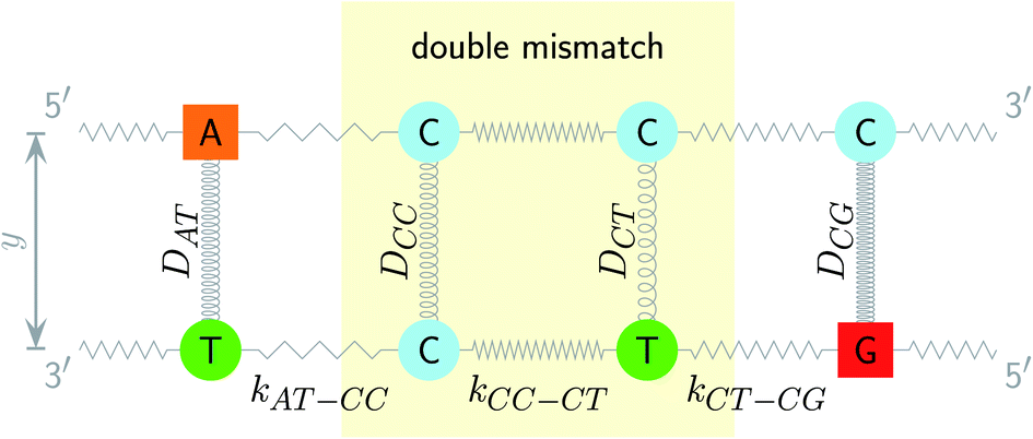 Melting Temperature Measurement And Mesoscopic Evaluation Of Single Double And Triple Dna Mismatches Chemical Science Rsc Publishing