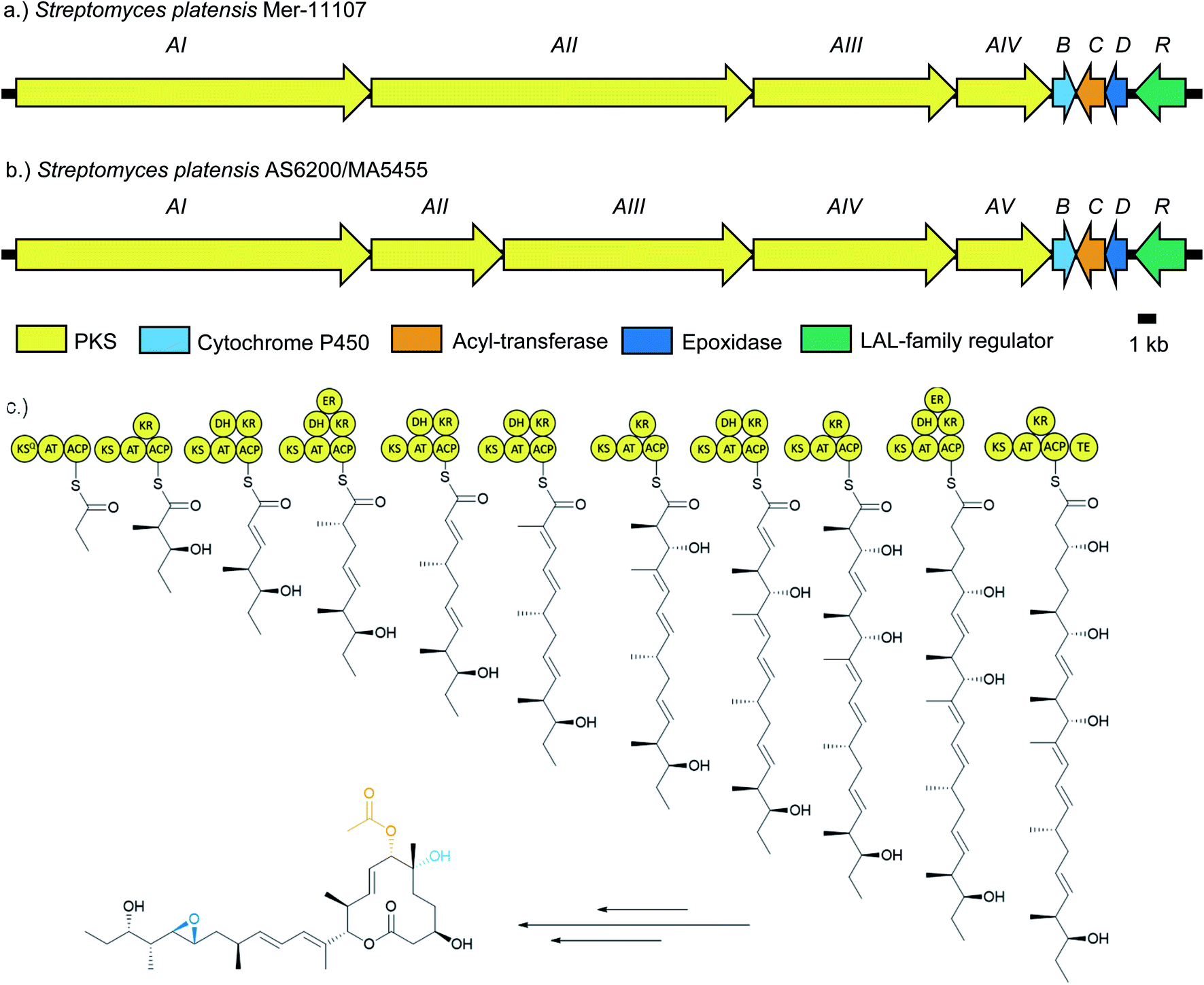 Production Of Novel Pladienolide Analogues Through Native Expression Of ...