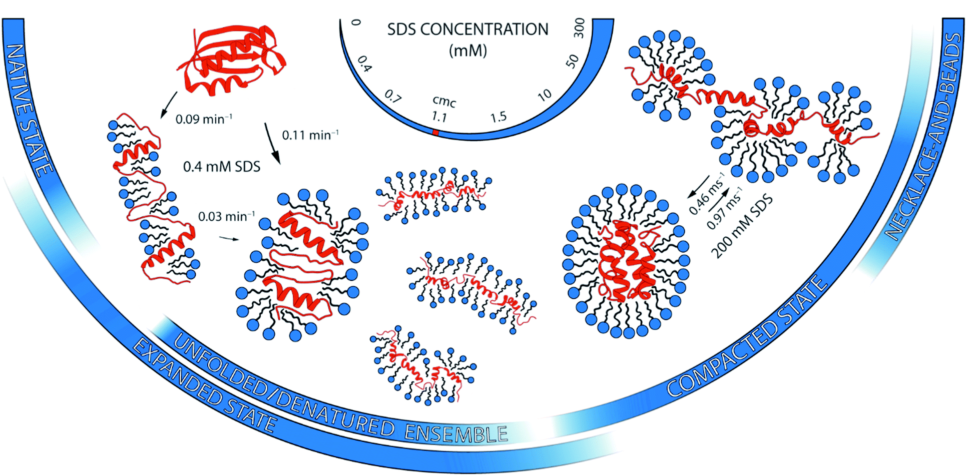 Sds Induced Multi Stage Unfolding Of A Small Globular Protein Through Different Denatured States Revealed By Single Molecule Fluorescence Chemical Science Rsc Publishing