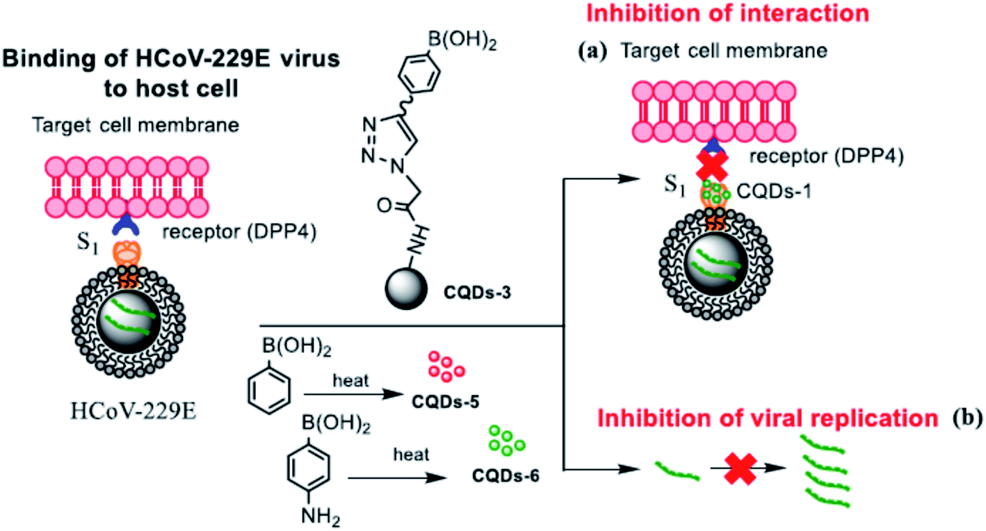 Carbon Based Antiviral Nanomaterials Graphene C Dots And Fullerenes A Perspective Chemical Science Rsc Publishing