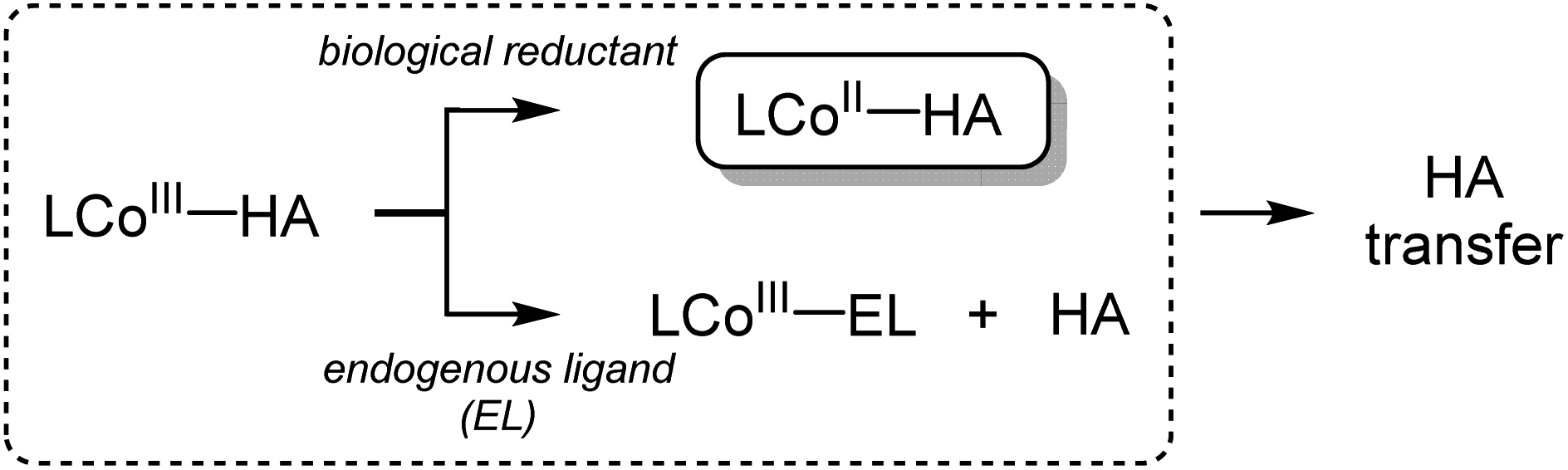 Mechanistic insight into hydroxamate transfer reaction mimicking the