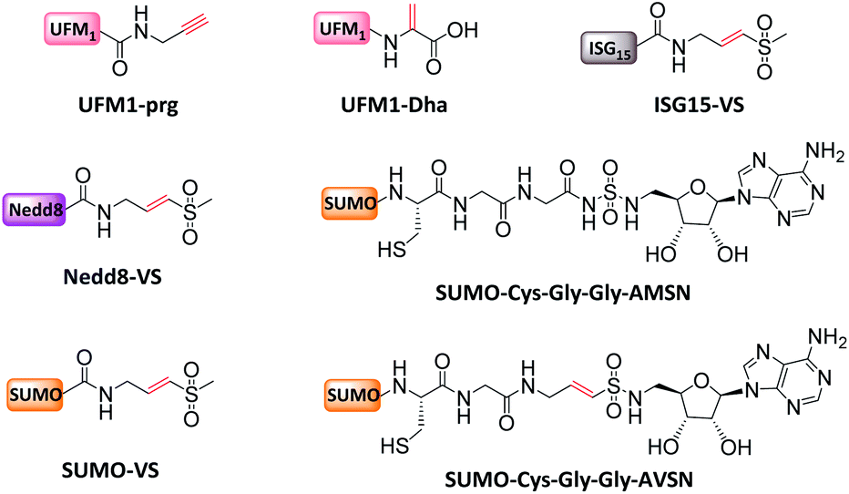 Development And Application Of Ubiquitin Based Chemical Probes Chemical Science Rsc Publishing