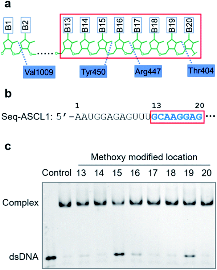 Photocontrol Of Crispr Cas9 Function By Site Specific Chemical Modification Of Guide Rna Chemical Science Rsc Publishing