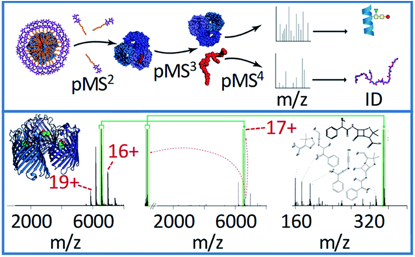 Higher Order Structural Characterisation Of Native Proteins And Complexes By Top Down Mass Spectrometry Chemical Science Rsc Publishing