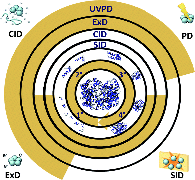 Higher Order Structural Characterisation Of Native Proteins And Complexes By Top Down Mass Spectrometry Chemical Science Rsc Publishing