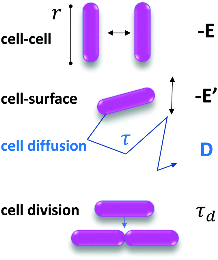 Spatiotemporal Pattern Formation In E Coli Biofilms Explained By A Simple Physical Energy Balance Soft Matter Rsc Publishing