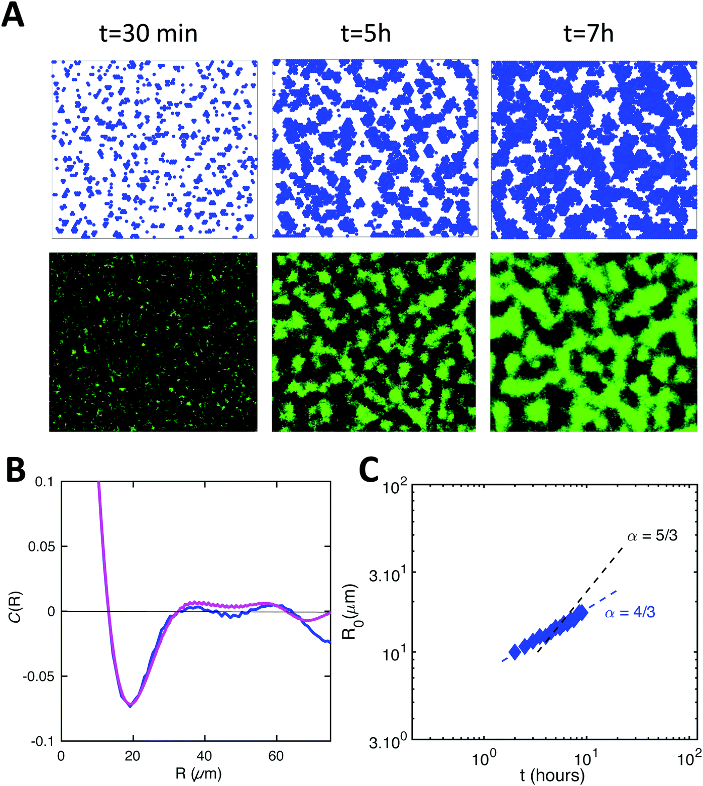 Spatiotemporal Pattern Formation In E Coli Biofilms Explained By A Simple Physical Energy Balance Soft Matter Rsc Publishing