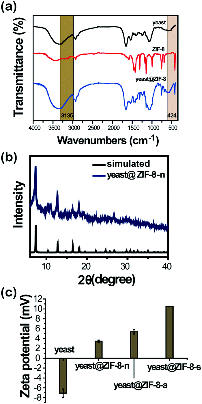 Comparison Of Different Zinc Precursors For The Construction Of Zeolitic Imidazolate Framework 8 Artificial Shells On Living Cells Soft Matter Rsc Publishing