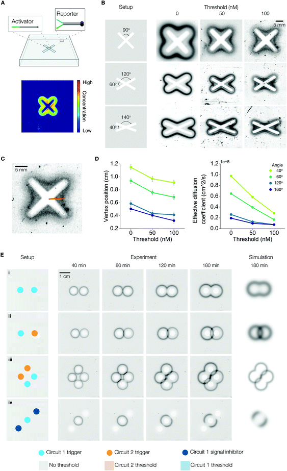 Programmable patterns in a DNA-based reaction–diffusion system - Soft ...